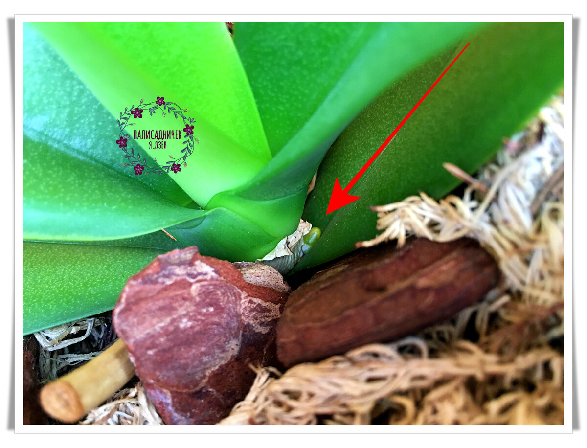 Корешок. Листайте, чтобы увидеть ещё два свежайших. ⏩⏩