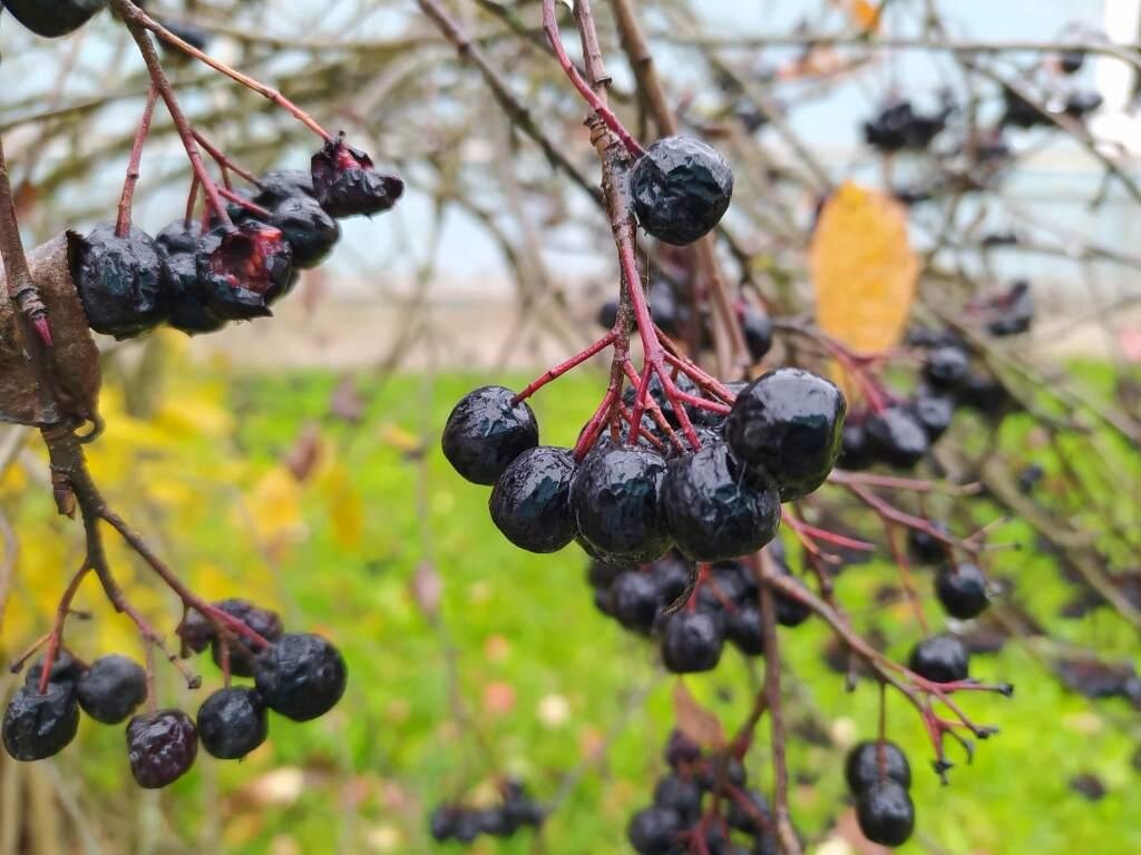 Рябина черноплодная препараты купить, цена, полезные свойства