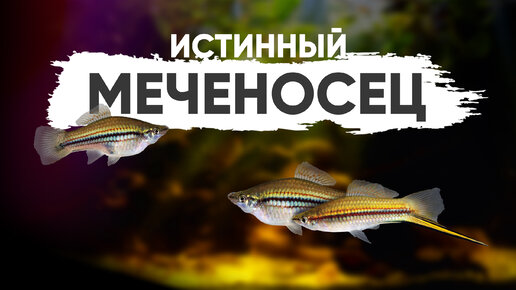 Самый настоящий меченосец - зеленый меченосец