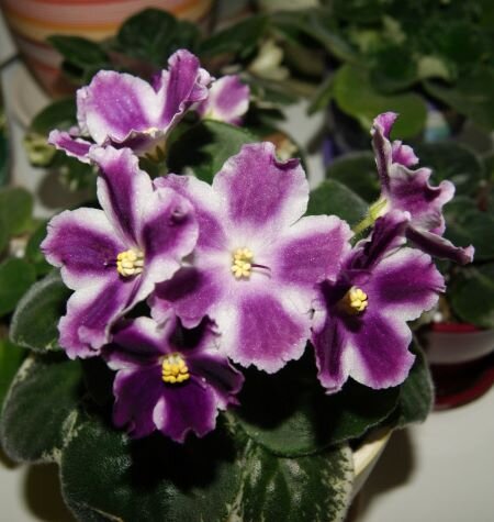 Сорт фиалки: РС-Точный удар. Фото домашнего архива.