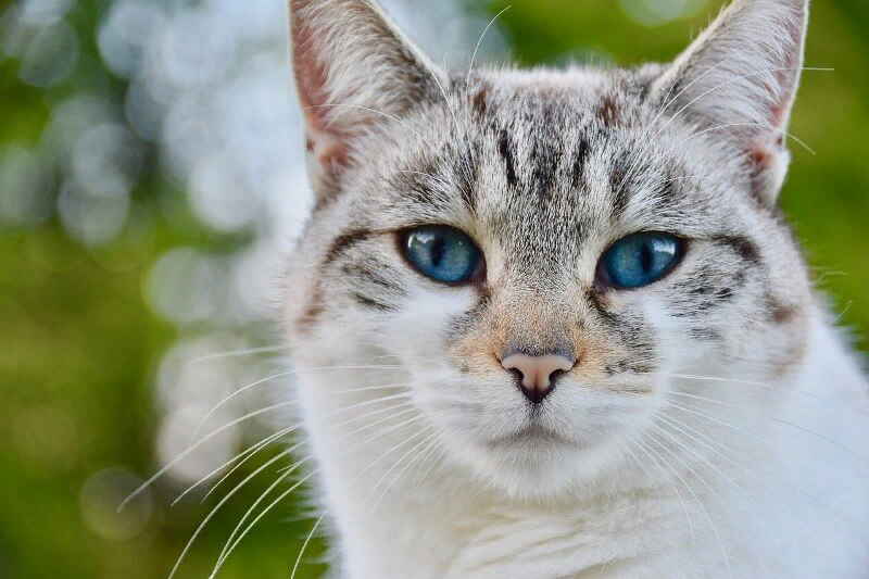 Котенок с голубыми глазами