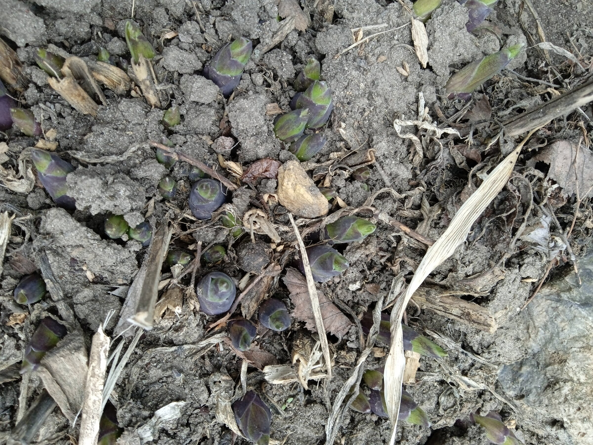 вот так сейчас выглядят хосты.