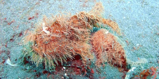 Изображение: Jens Petersen / Wikimedia Commons📷
