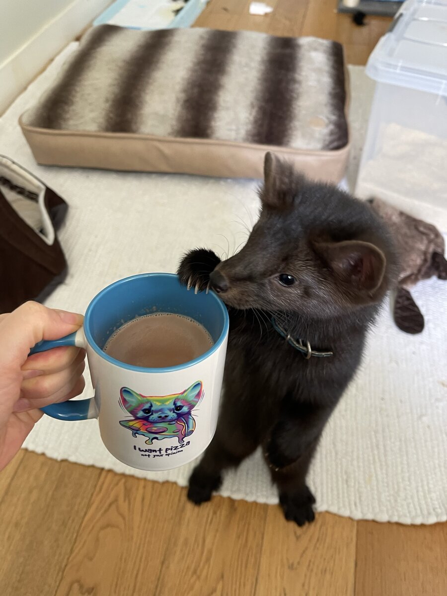 Бадди выпрашивает у меня какао, картинка не по теме а просто для настроения.