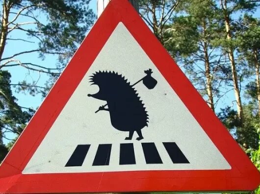    под Ростовом установят новый дорожный знак "Осторожно, ежики" // фото: donnews.ru