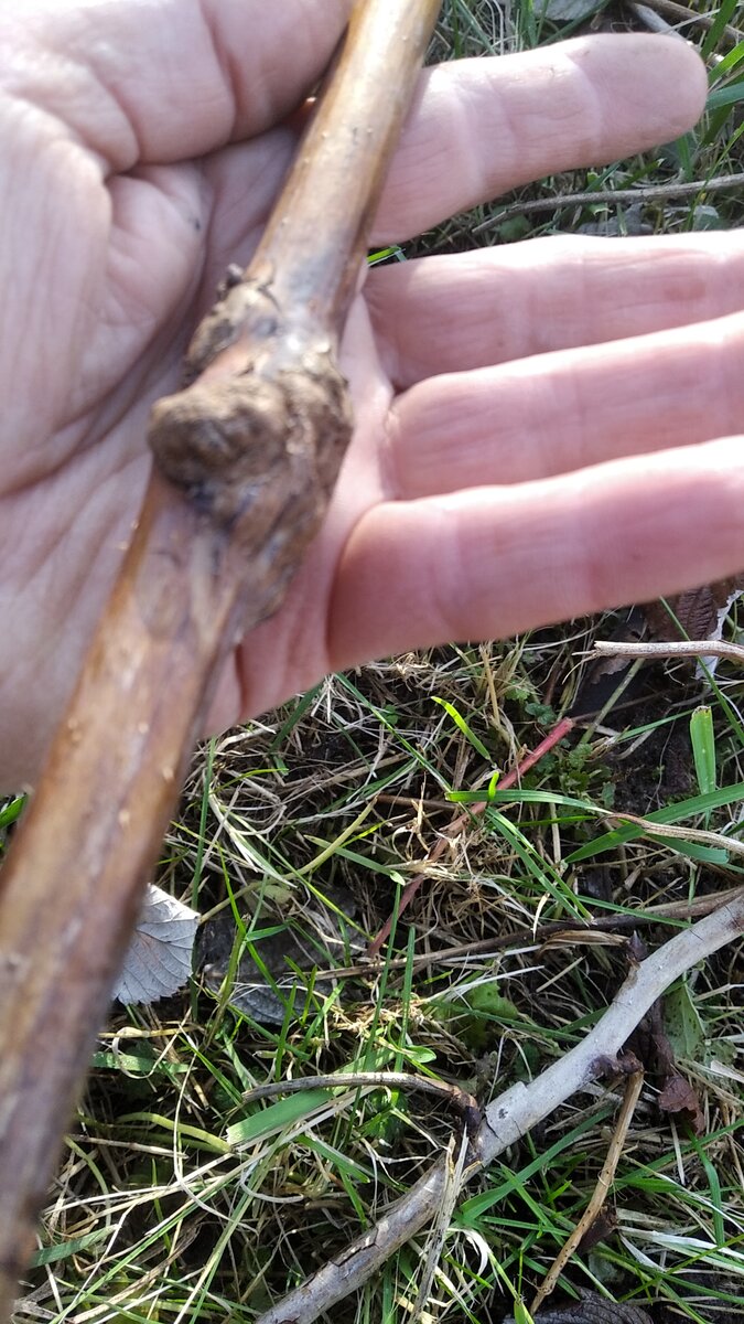 Весь участок пришлось ещё раз обойти обнаружила 4 таких экземпляров 