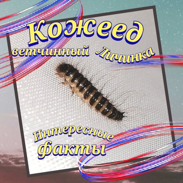 Фото авторское. Снято в г. Новосибирск в 2021г.