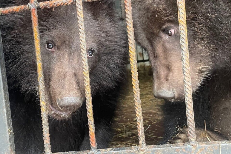     Вскоре медвежата смогут впасть в спячку. Медвежат готовят к дикой природе. Фото: Антон Кирсанов, предоставлены РК центром "Велес"