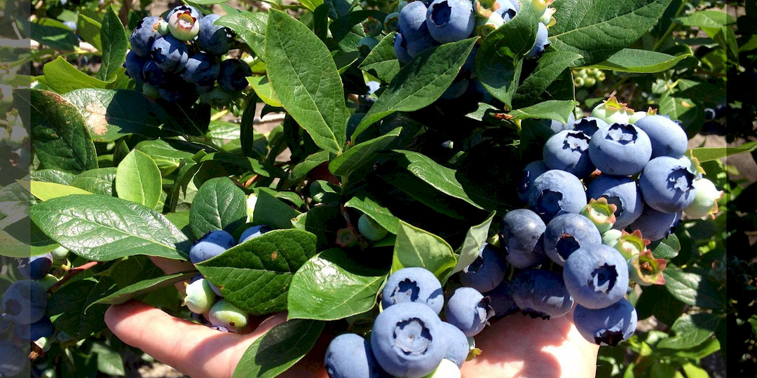 Голубика для начинающих: разбор самых частых проблем и способы повышения плодородие грунта под кустами с помощью подкисления