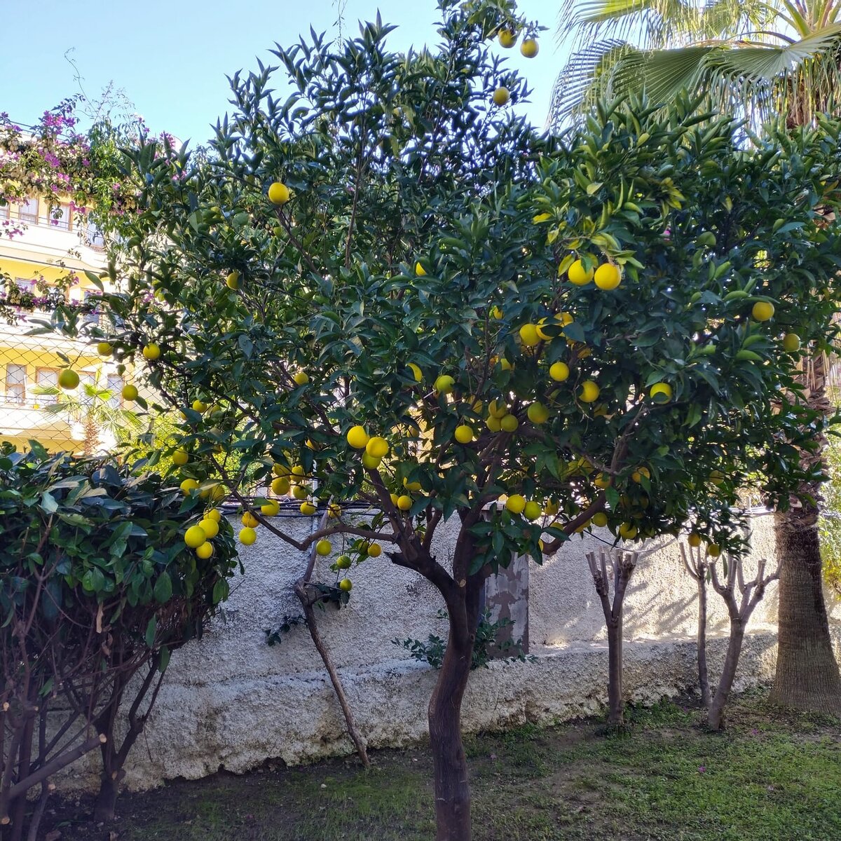 Апельсин во дворе нашего комплекса. Ещё не созрел))) Листайте.