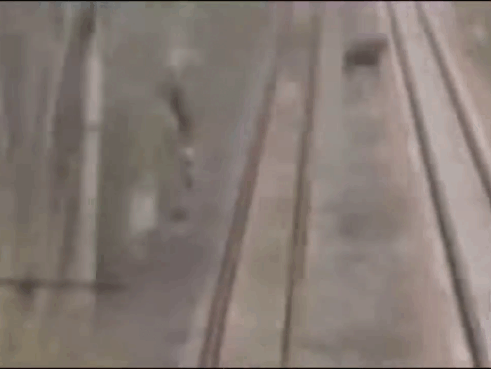 Кадры из видео, где запечатлено существо, похожее на  "лося без головы"