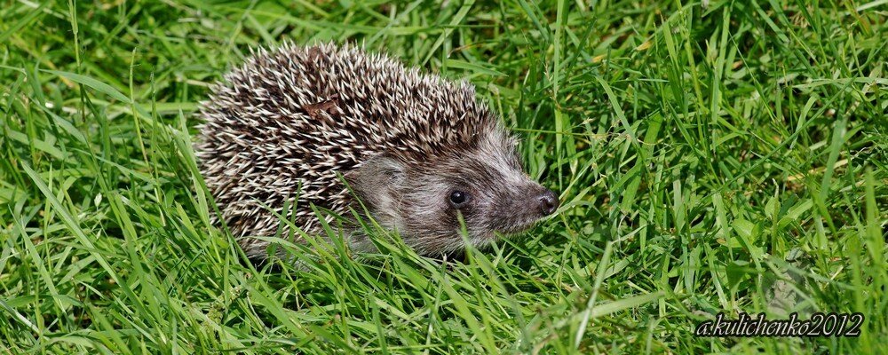Ежонок, еще маленький, но уже самостоятельный.
