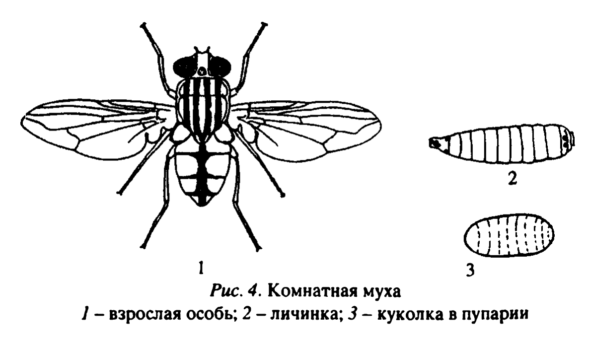 Крылья мухи схема