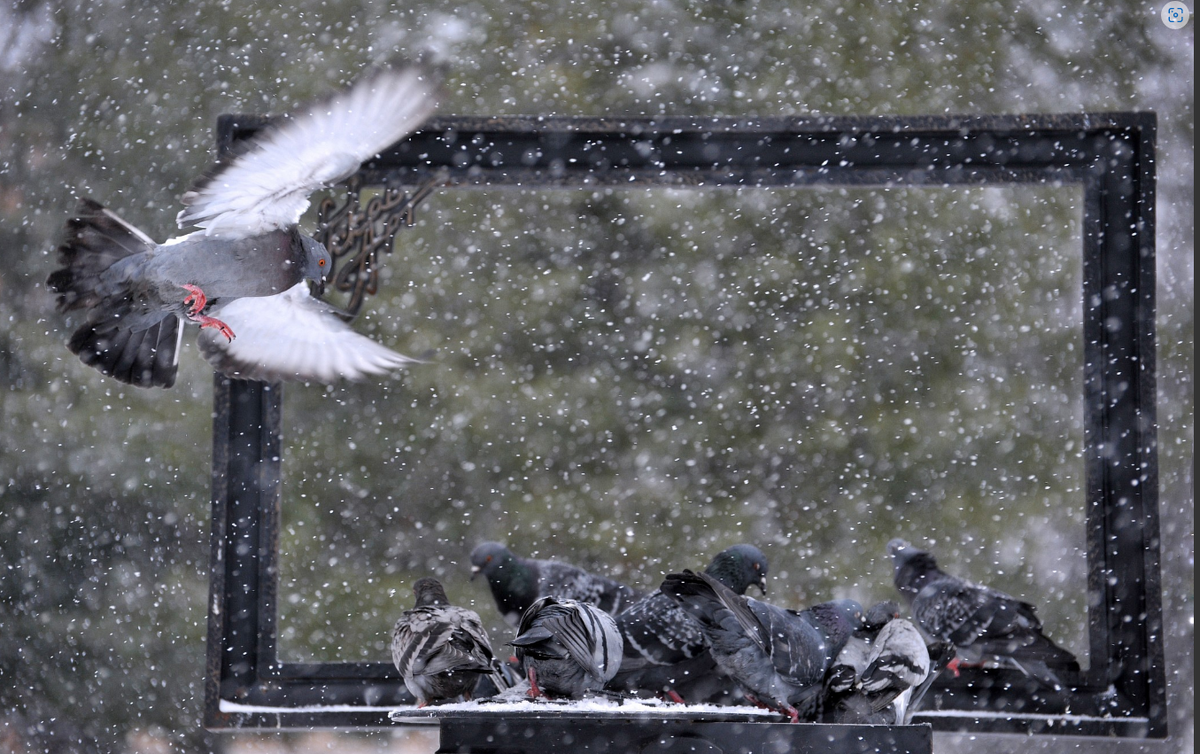 Ниже – строки Марины Цветаевой