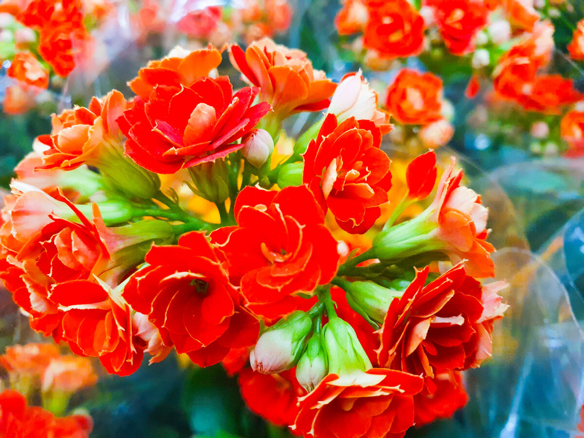 Маленькие аккуратные розочки, и таких на одном растении просто уйма