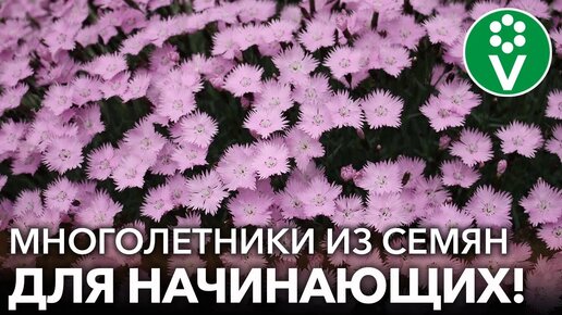 10 многолетних цветов, которые вырастить из семян проще простого! Выбирайте и сейте - обязательно получится!