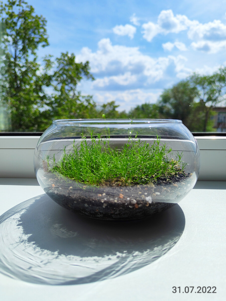 Мшанка шиловидная. Эксперимент по одомашниванию. | Ok Plants | Дзен