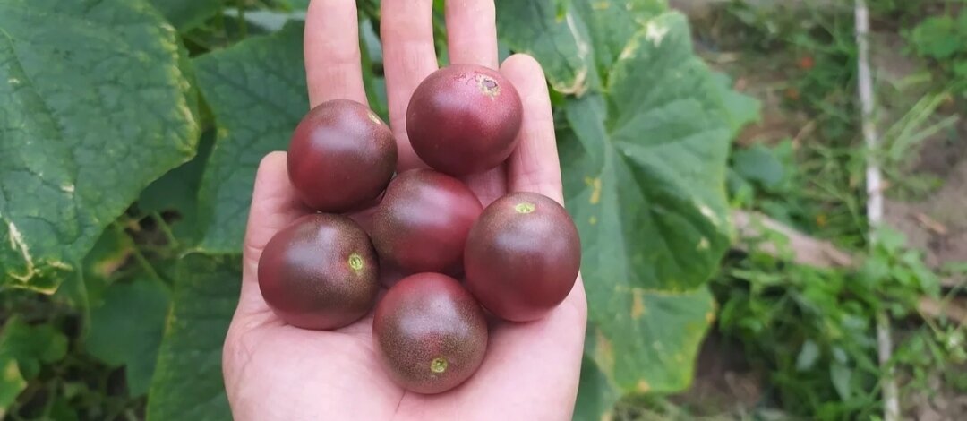 Томат Шоколадная гроздь. Один из моих любимых сортов. Сладкие на вкус и плодоносят до заморозков.