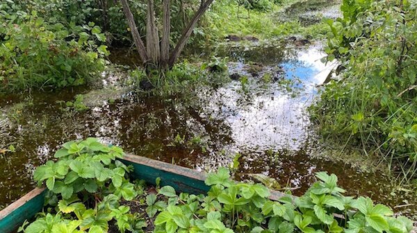 Подводим огородные итоги года: а какой год был у вас?