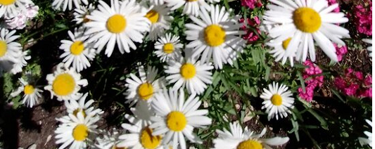 Простая жизнь