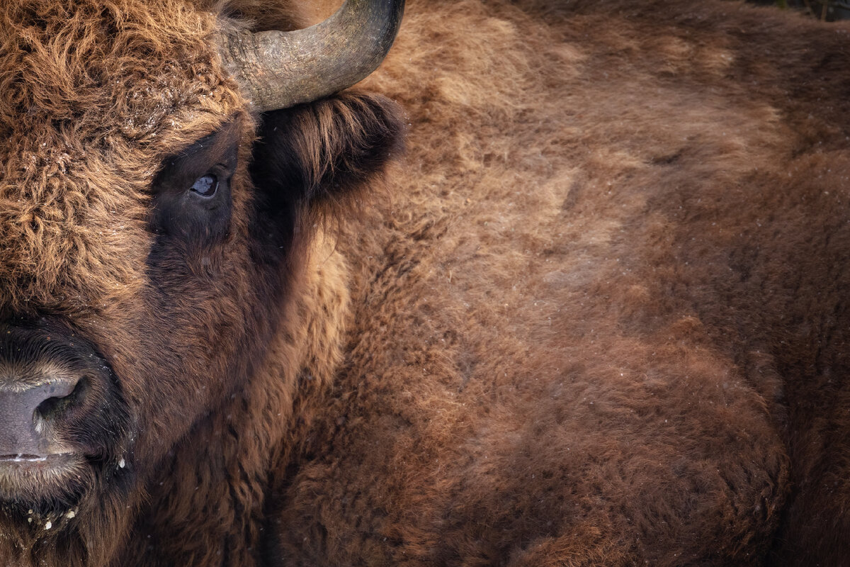 <a href="https://ru.freepik.com/free-photo/european-bison-in-the-beautiful-white-forest-during-winter-time-bison-bonasus_16206322.htm#query=%D0%B1%D1%8B%D0%BA&position=0&from_view=search&track=sph">Изображение от vladimircech</a> на Freepik