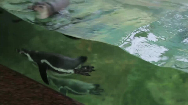 Мальчик Глеб смог погладить настоящего пингвина благодаря "Ёлке желаний". Видео © "ВКонтакте" / Министерство природных ресурсов и экологии РФ