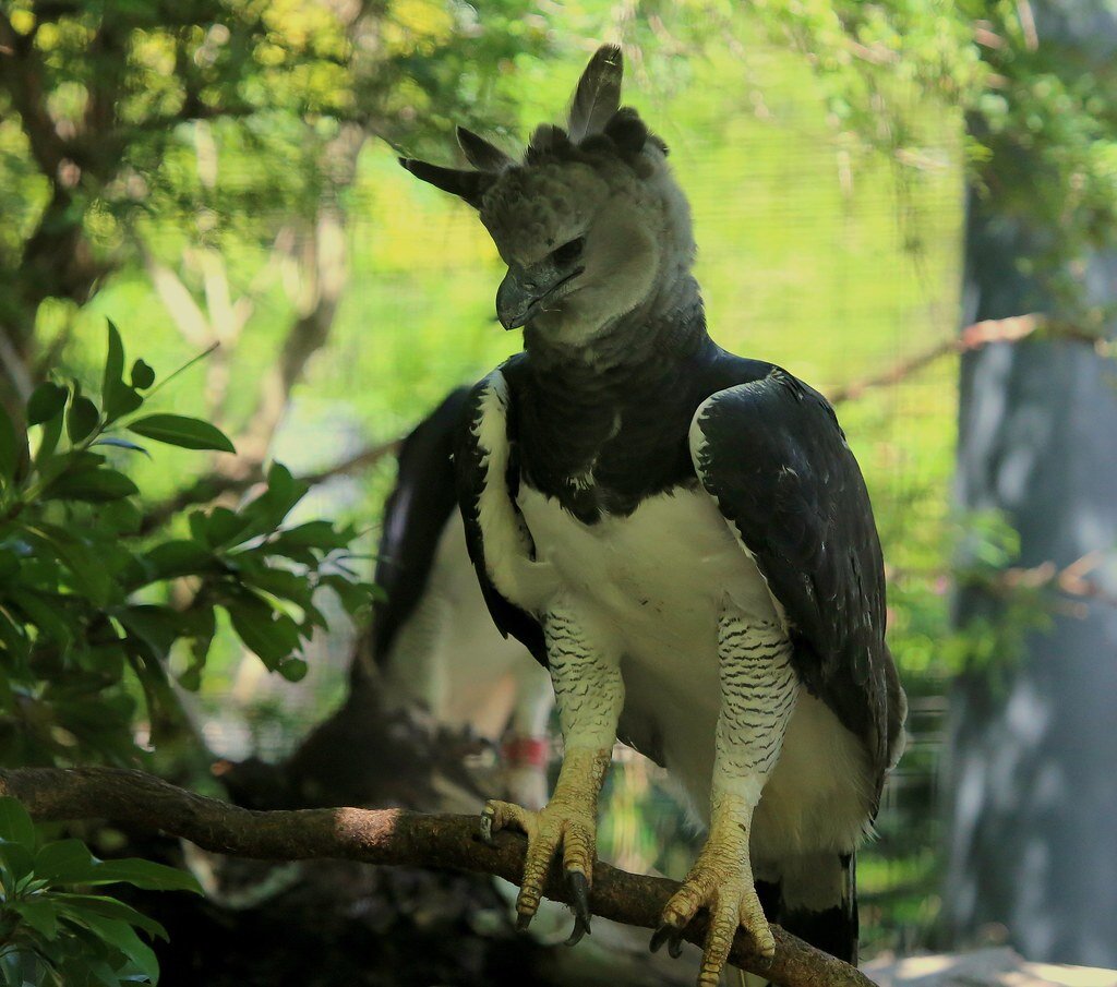 Крупные птицы. Новогвинейская Гарпия. Птицы Южной Америки Гарпия. Harpy Eagle птица. Королевская Гарпия.