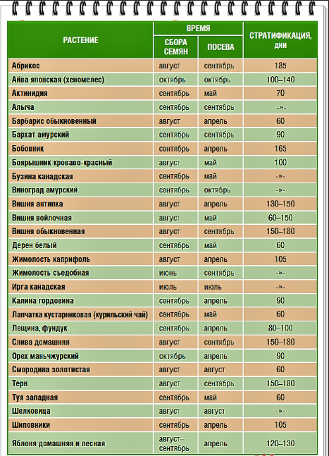 Сроки посева семян цветов на рассаду таблица От посева до цветения