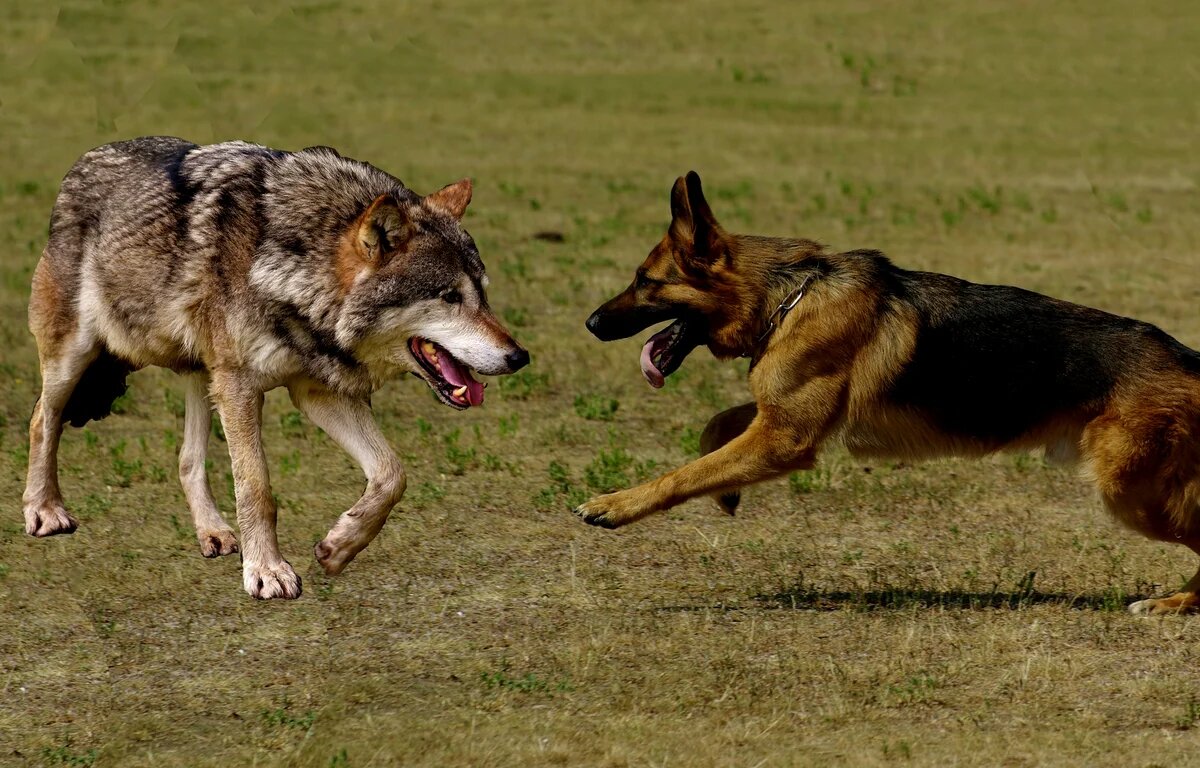 Споры о происхождении собак будоражат учёных много лет. Версий много. В одном учёные точно сходятся. Волк и собака — генетические родственники. ДНК некоторых пород особенно близки к волчьим.