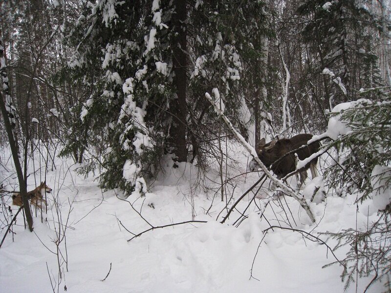 Собака начинает работать