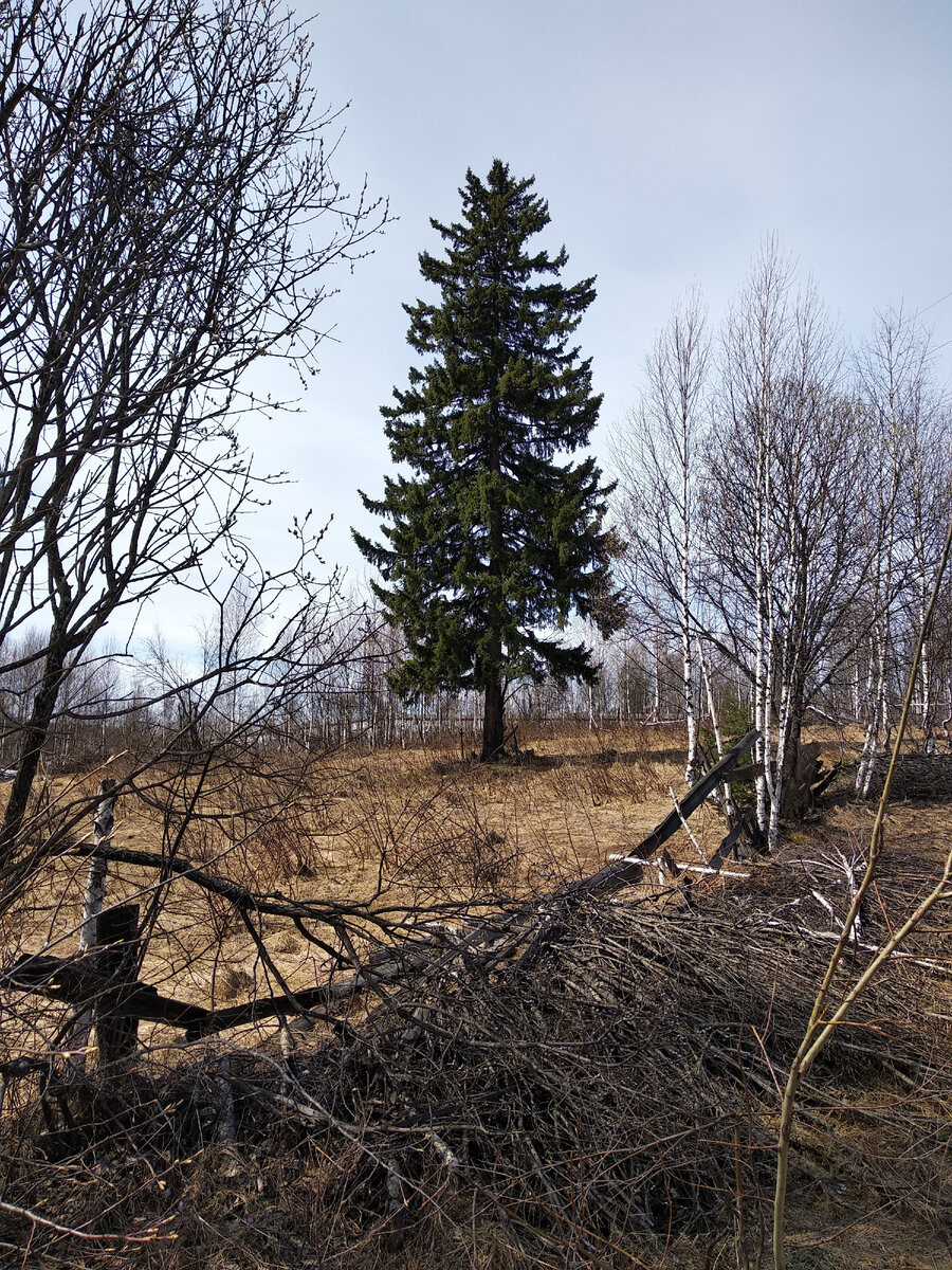 Та самая ель на вершине холма