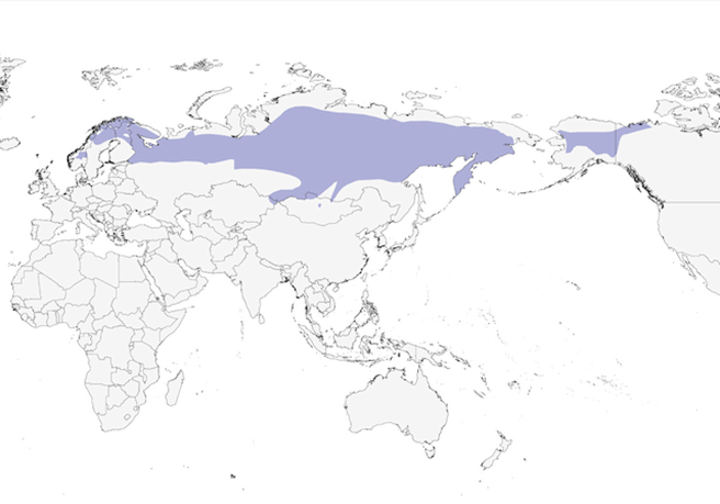Ареал сероголовой гаички