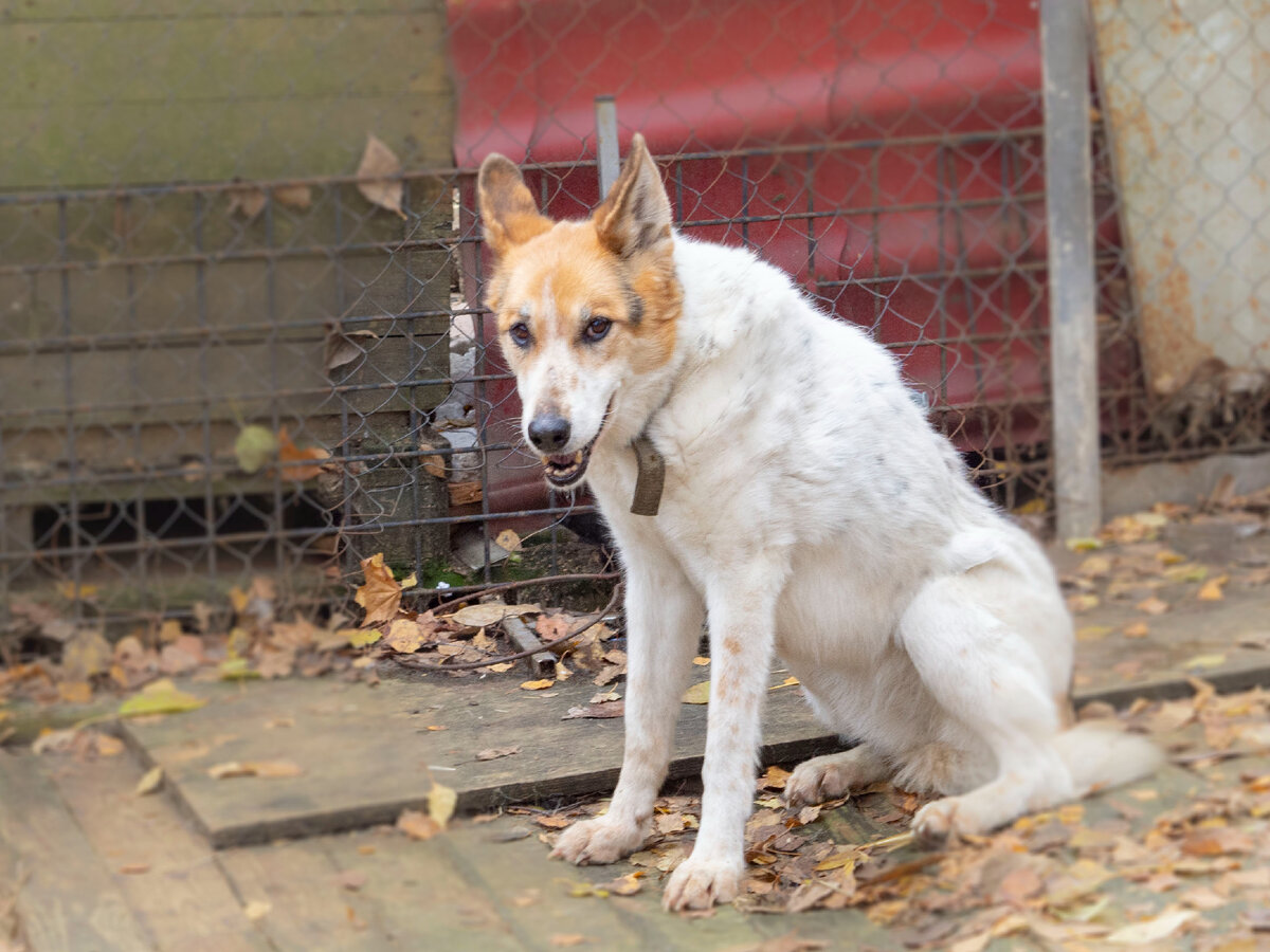 Очаровательная улыбка старушки Мухи. Мы будем помнить всегда