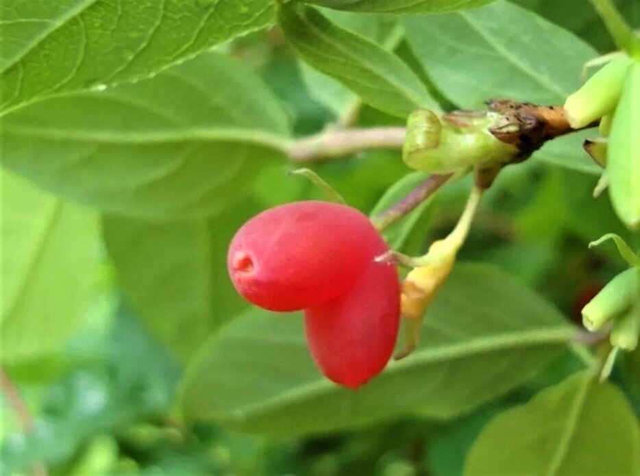 Необычный сорт жимолости красного цвета, не просто прихоть садовода, аочень вкусная и полезная ягода