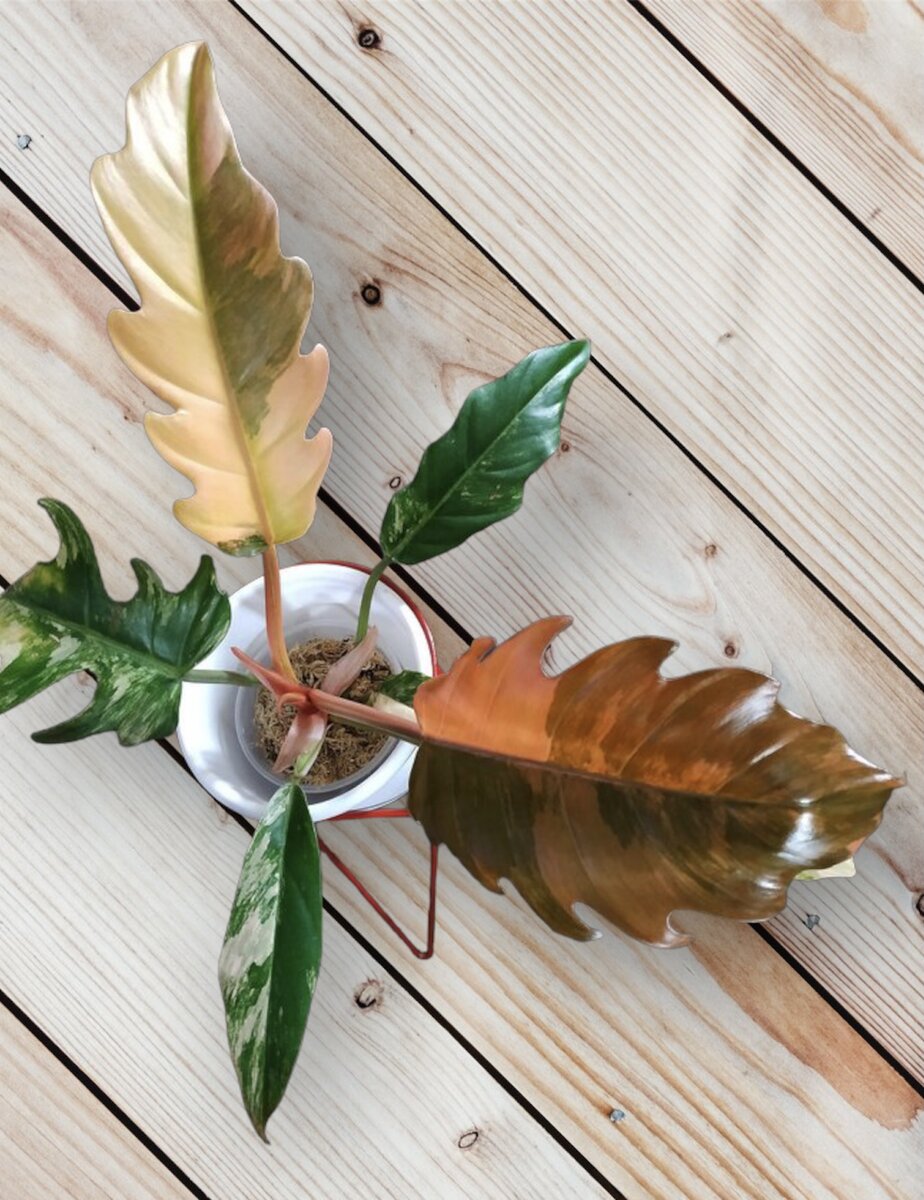 Philodendron переводится с греческого языка как «я люблю дерево»