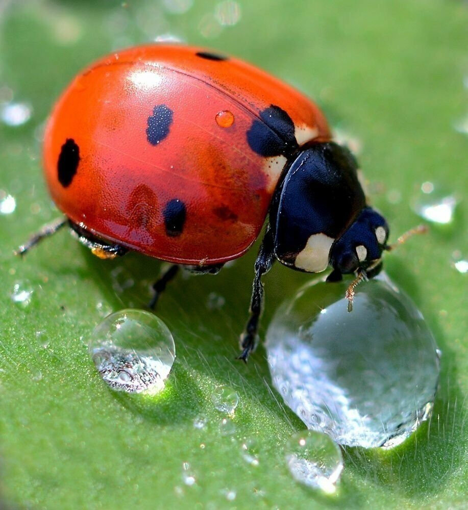 Коровка википедия. Семиточечная Божья коровка. Ladybird Божья коровка. Глазчатая Божья коровка. Божья коровка отряда жесткокрылых.