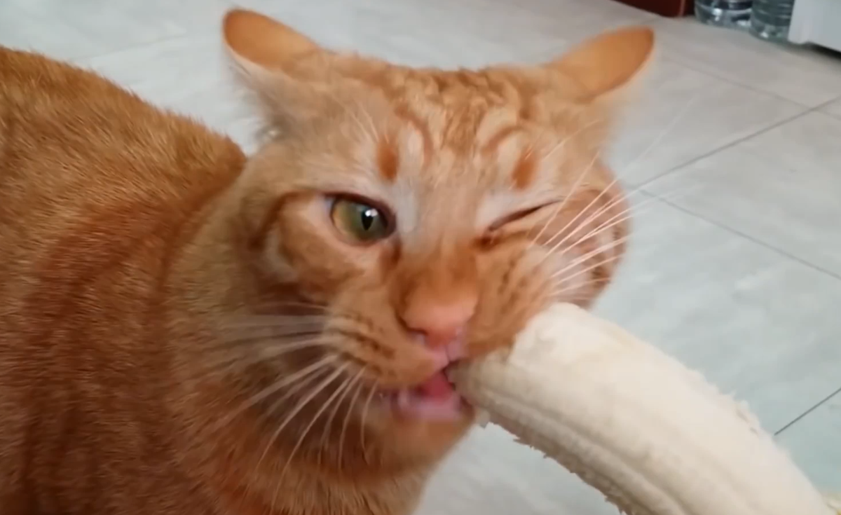 Коты смешные видео с озвучкой на русском. Смешной кот. Приколы с котами. Угарные коты. Кот лижет