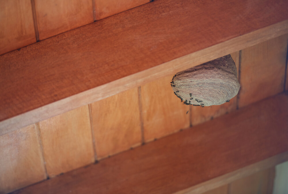 Источник: Depositphotos. Перед тем как убрать осиное гнездо, защитите себя плотной одеждой и лыжными очками