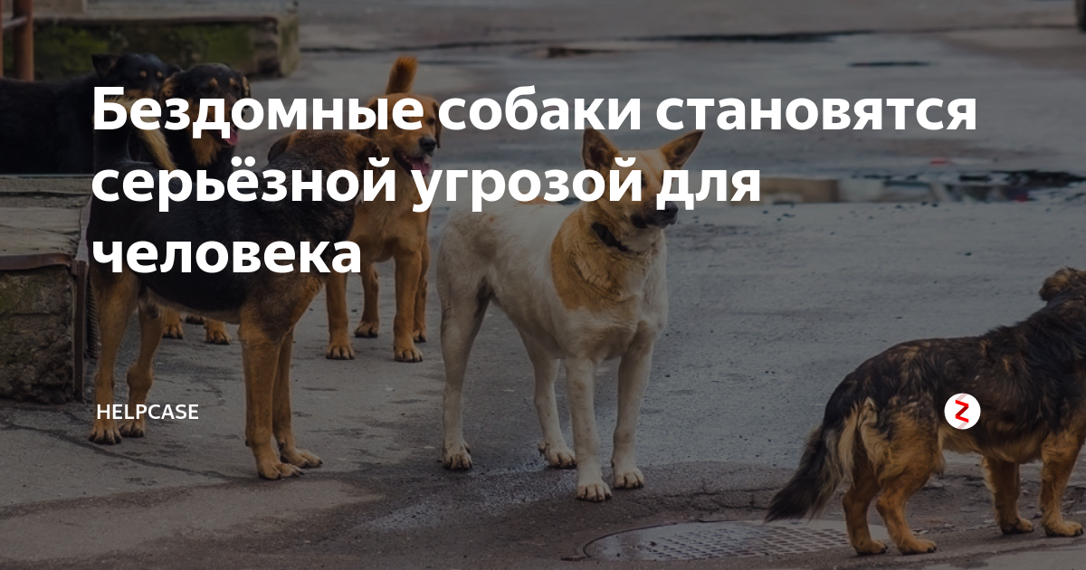 Презентация на тему бездомные животные. Опасность бездомных животных. Бродячие собаки. Проблема с бездомными животными. Опасность бездомных животных.