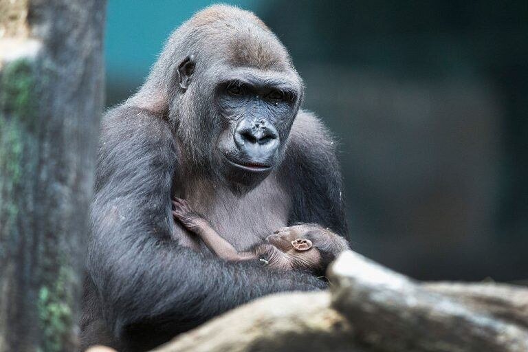 Территориальные животные. Брачное поведение животных. The brookfield zoo chicago gorilla. Драка животных. The brookfield zoo chicago gorilla.