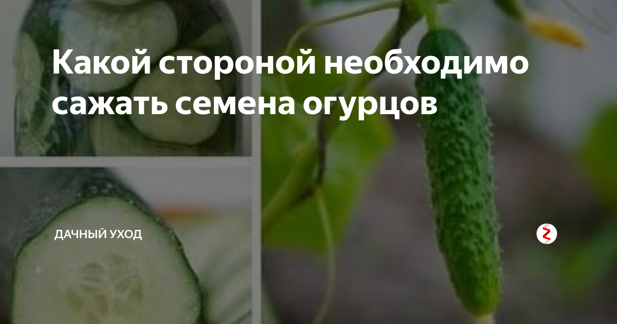 Какой стороной необходимо сажать семена огурцов | Дачный уход | Дзен