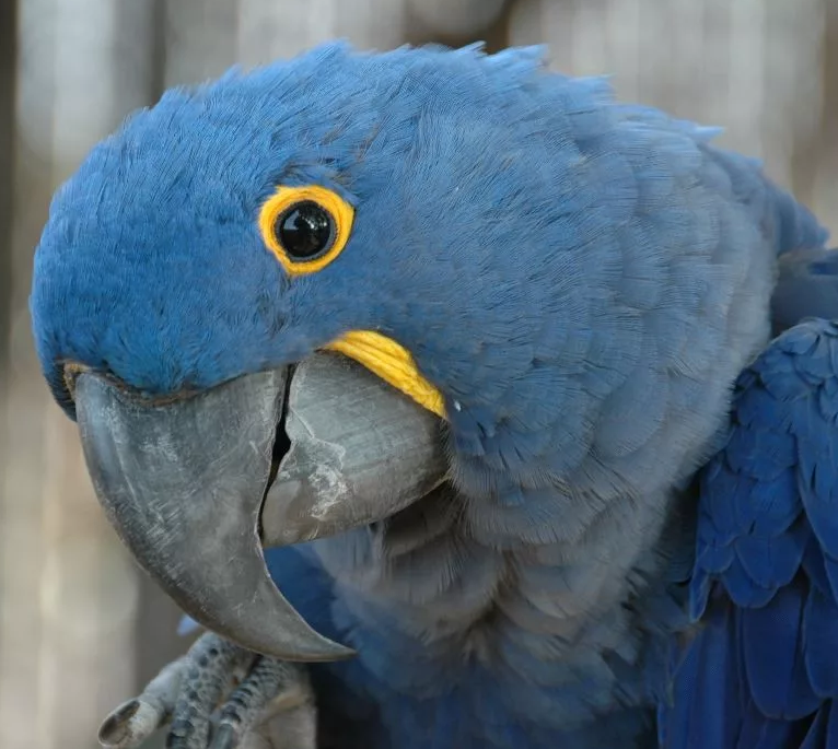 Голубой Ара
