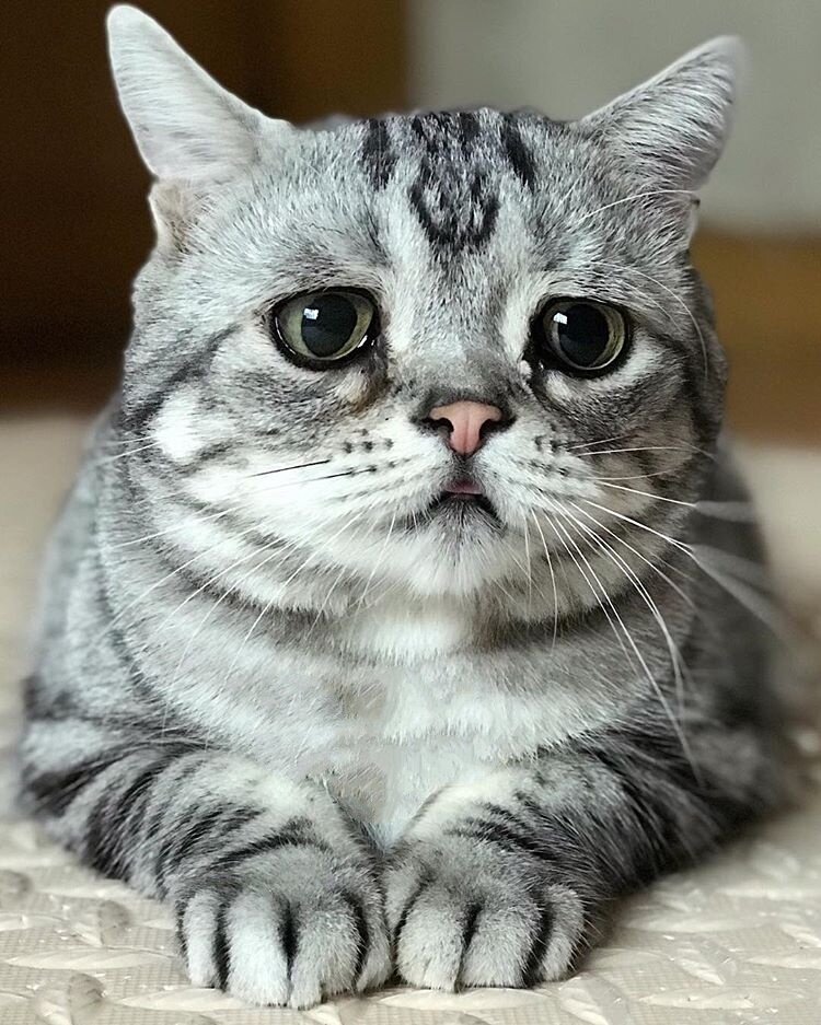 Грустный кот картинки