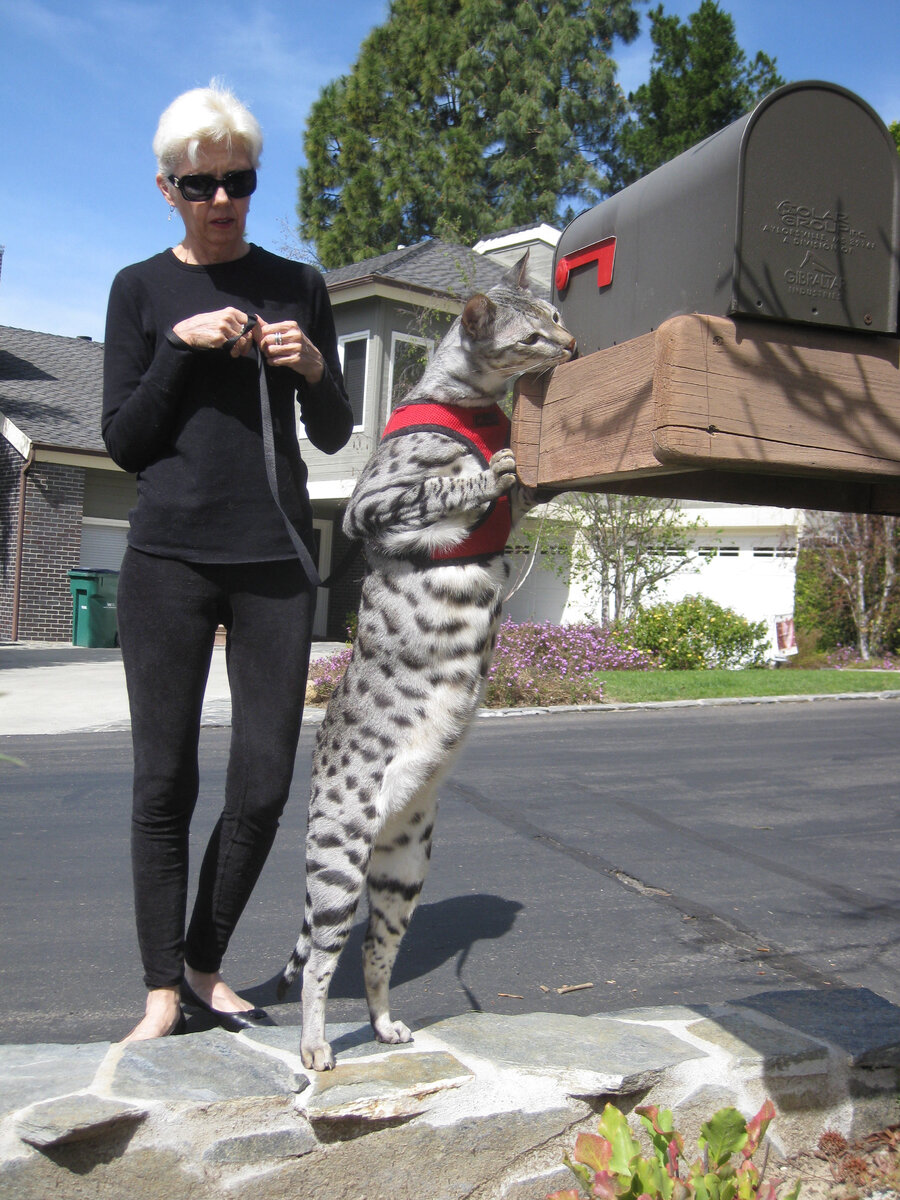 Взрослая и самостоятельная Саванна