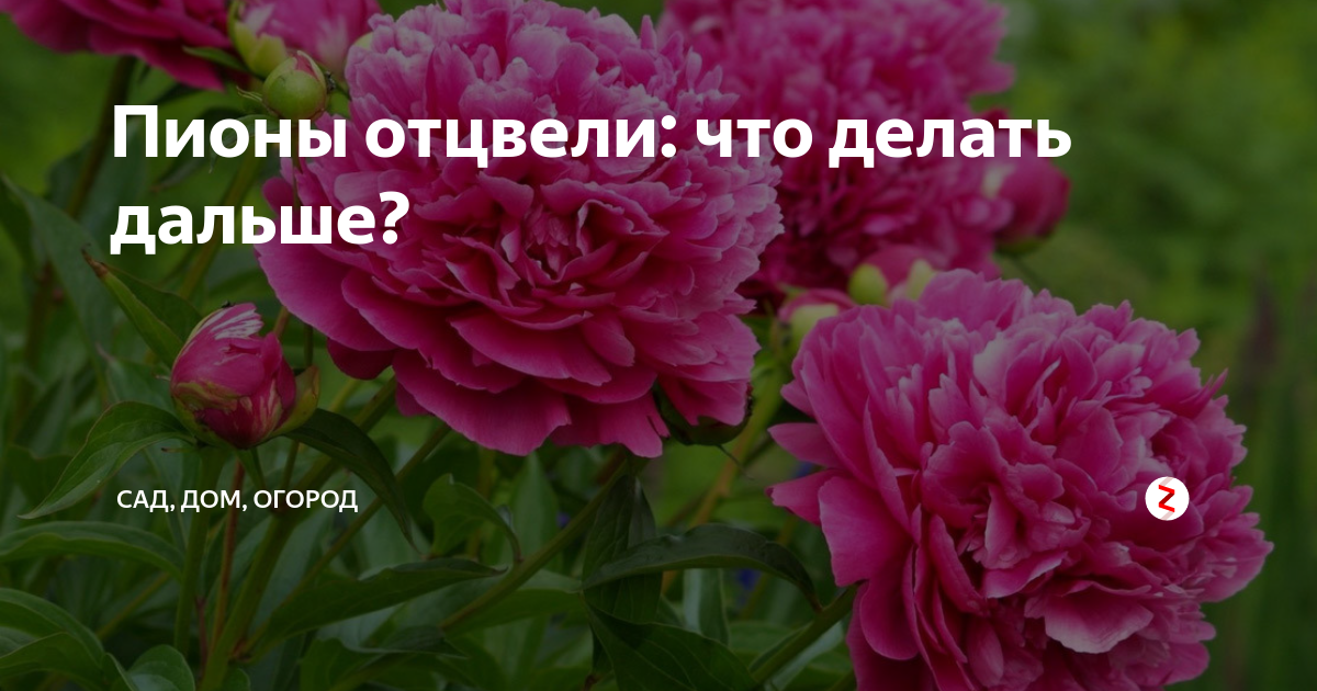 Когда обрезать отцветшие пионы. Подкормка пионов. Пионы отцвели. Пионы отцвели что делать. Пионы подкормка весной для обильного цветения.