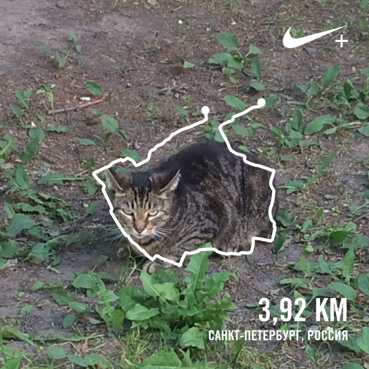 яждизайнер