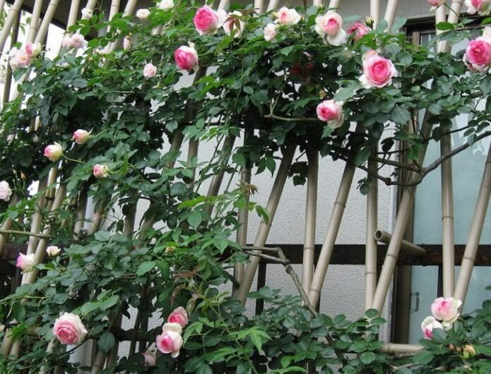 На данном фото видно, что роза формируется именно в горизонтальном положении