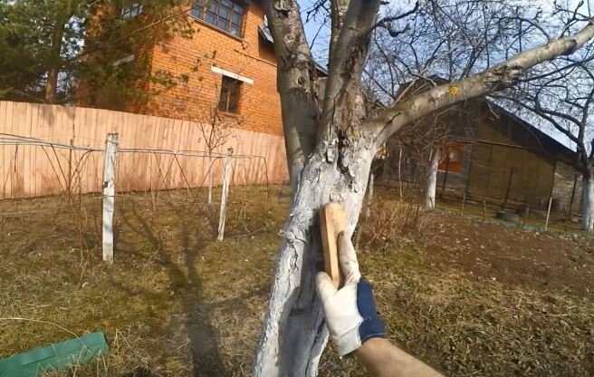 Как заделать дупло в плодовом дереве с помощью монтажной пены