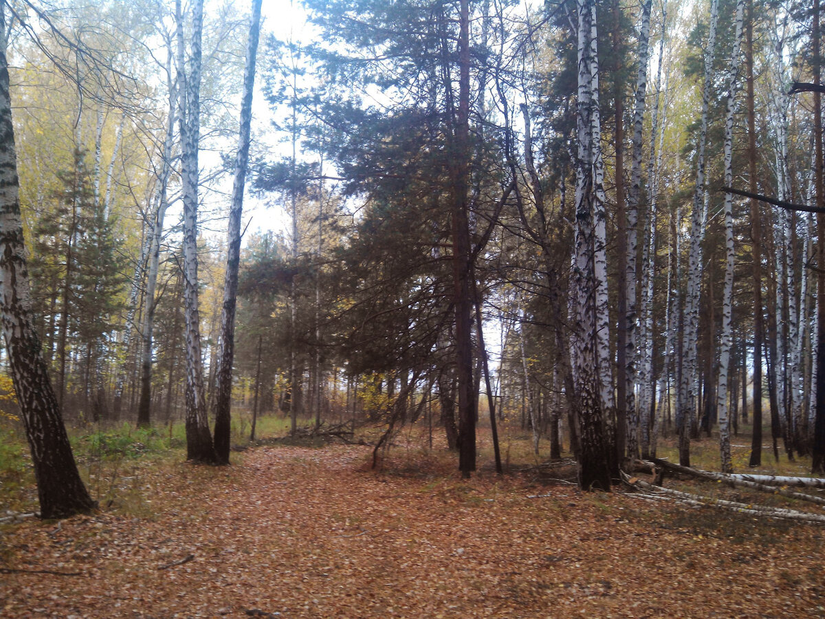 Осенний лес