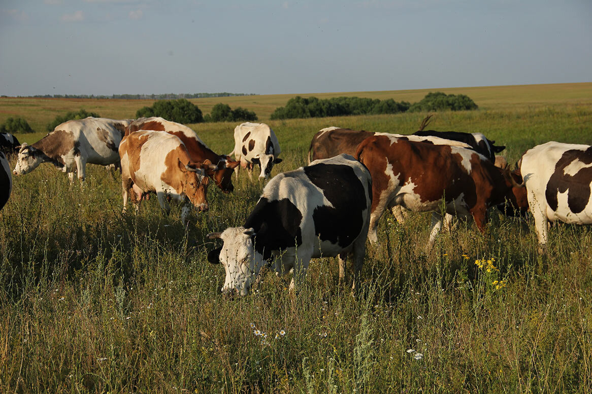 Село каров. Коровы на выпасе. Выпас скота. Пастьба коров. Выпас крупного рогатого скота.